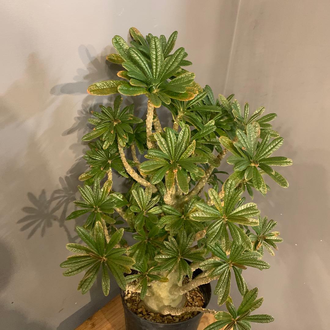 ドルステニア ギガス