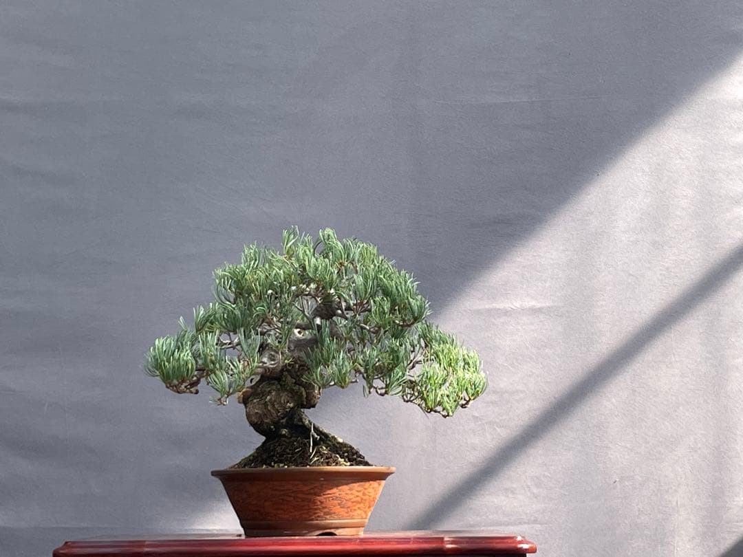 三河盆栽　宮島五葉松　盆栽　専用