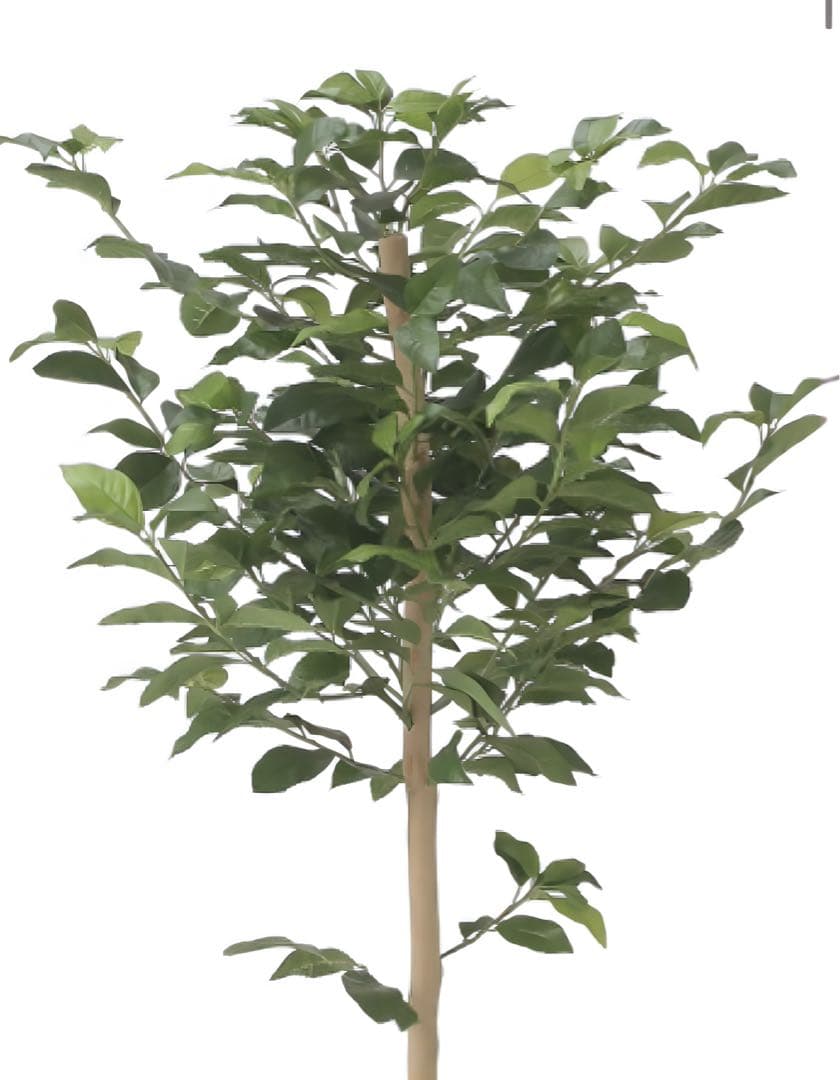 光触媒　人工観葉植物　ウォールグリーン　フェイクグリーン　レモンツリー1.6