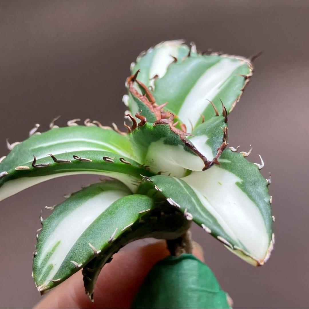 【8の日限定】④大きめ　アガベ　チタノタ　太陽神錦　白中斑　TC 根付き