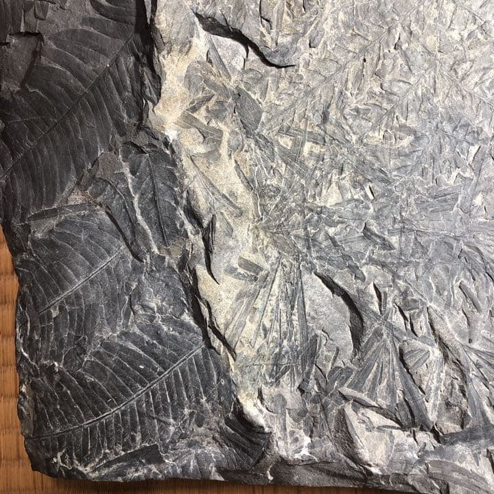 シダ類化石