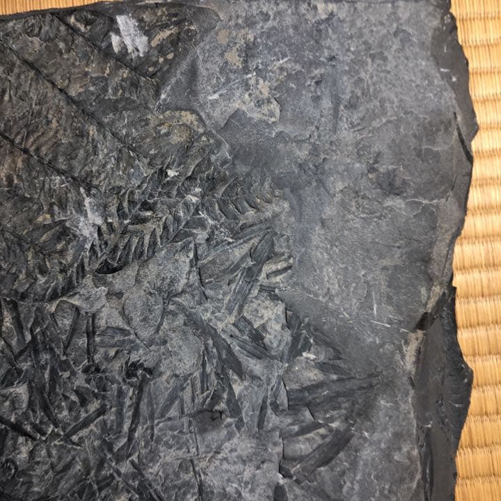 シダ類化石