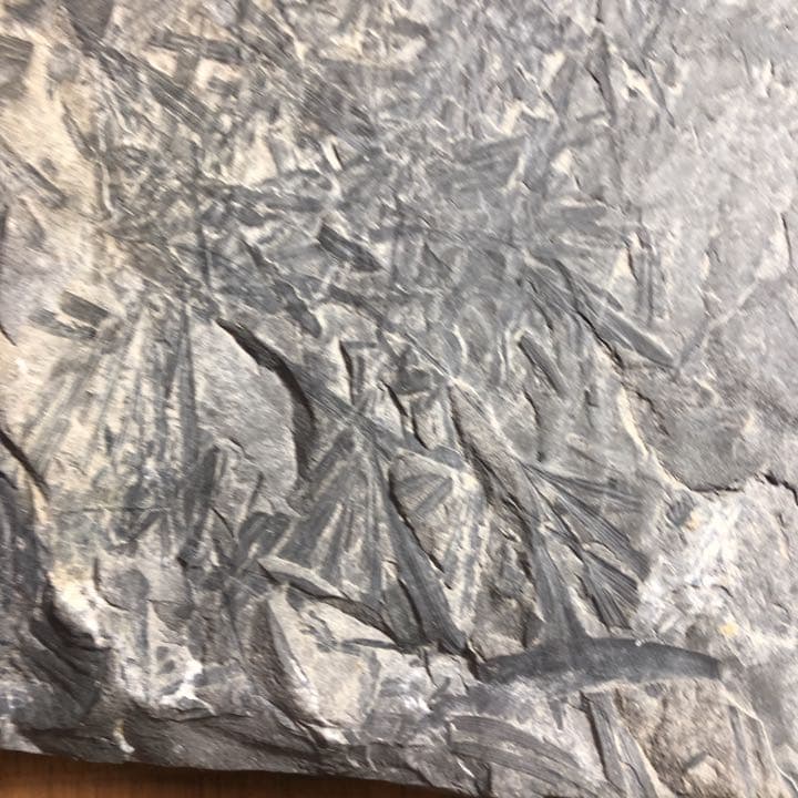 シダ類化石