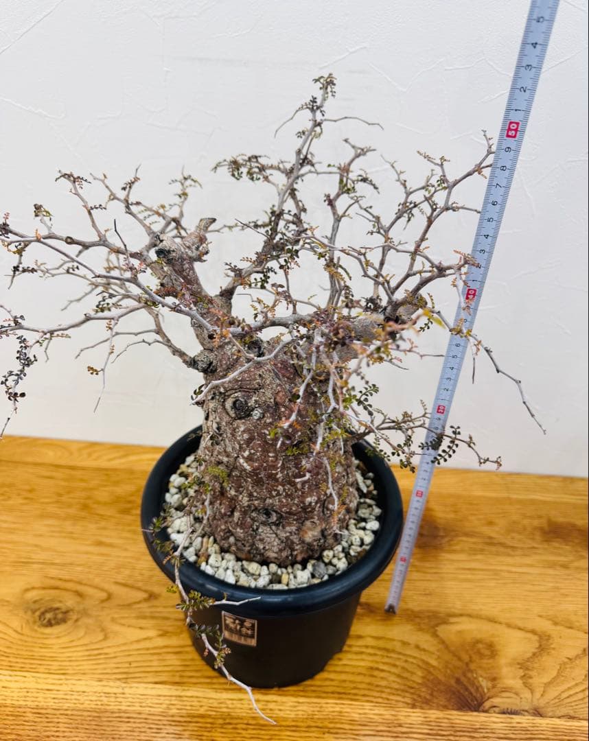 【鉢植えのまま発送】オペルクリカリア・パキプス 現地球 特大
