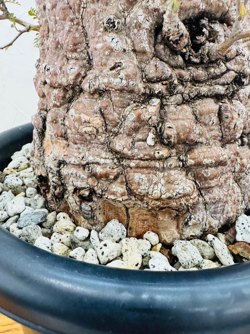 【鉢植えのまま発送】オペルクリカリア・パキプス 現地球 特大