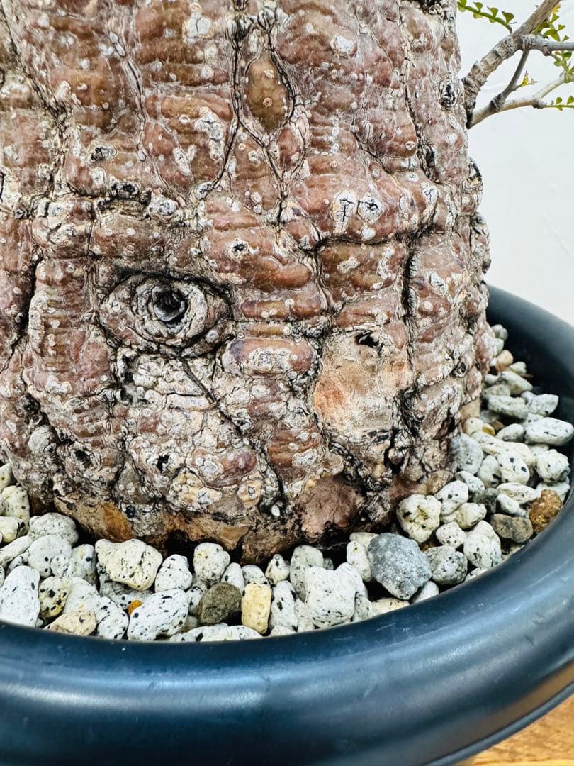 【鉢植えのまま発送】オペルクリカリア・パキプス 現地球 特大