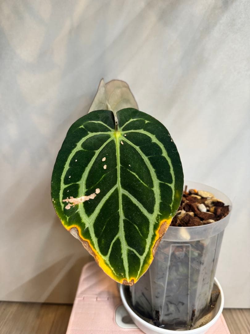 アンスリウム　カーラブラッキー　大株