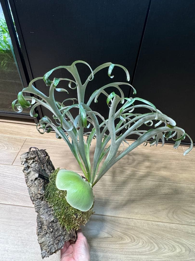 ビカクシダ　アルマダドワーフ　オリジナル　子株⑥