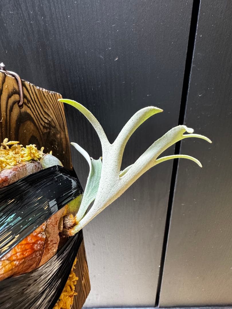 ビカクシダ　アルマダドワーフ　オリジナル　子株⑥