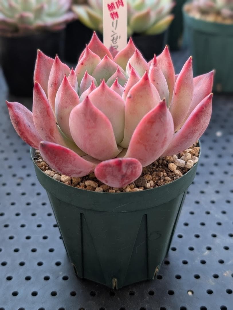多肉植物 いとうぐりーんさん苗 リンゼアナ 抜き苗 札なし