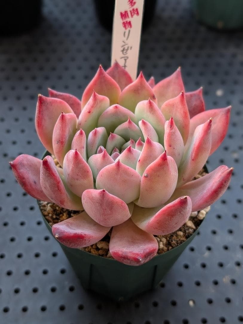 多肉植物 いとうぐりーんさん苗 リンゼアナ 抜き苗 札なし