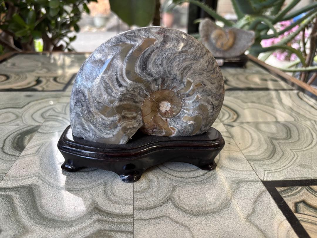 台付アンモナイト　化石　鉱石　希少　インテリア　5