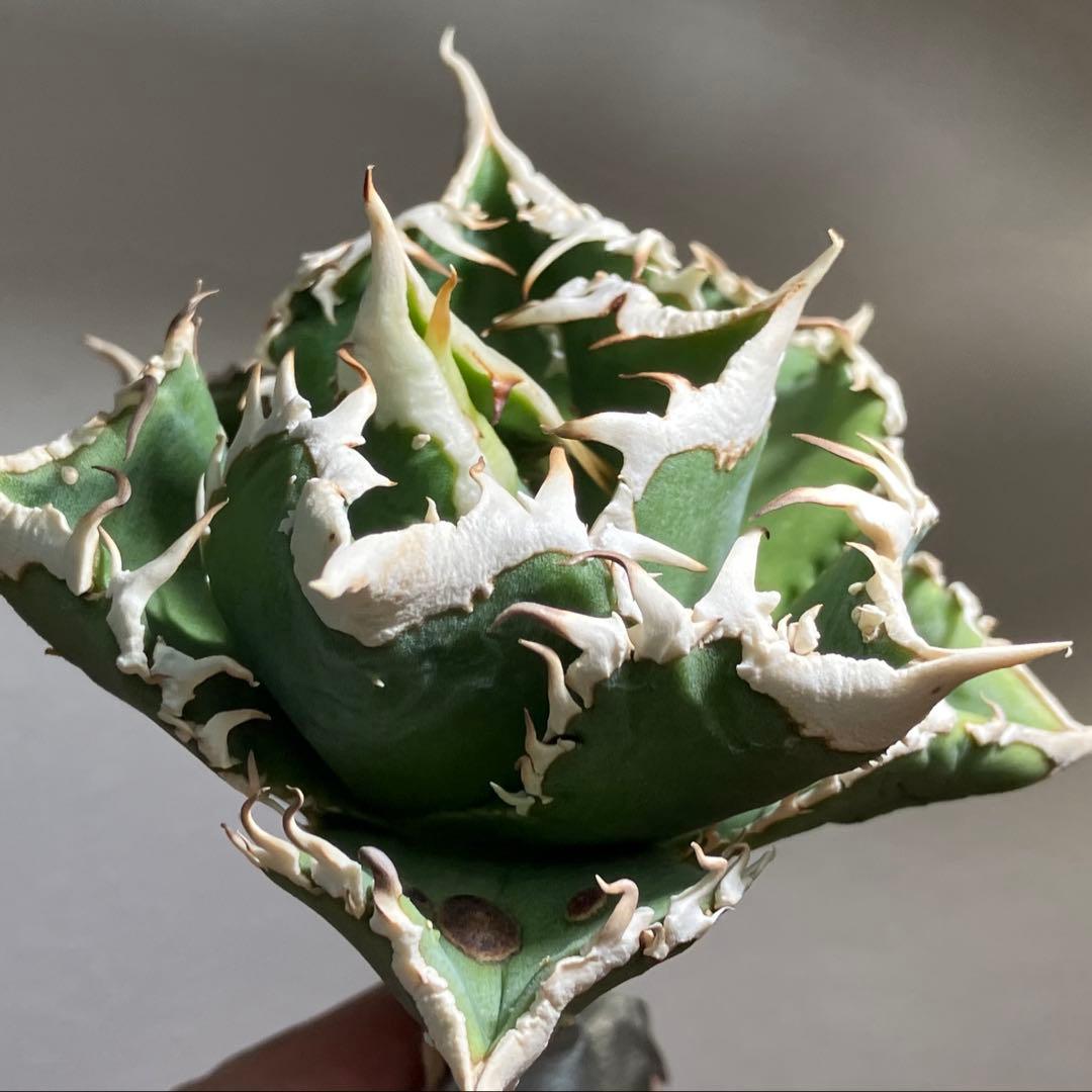 C*7様 【初売りオークション】116 超選抜　優秀　太棘　子株付き　アガベ　白