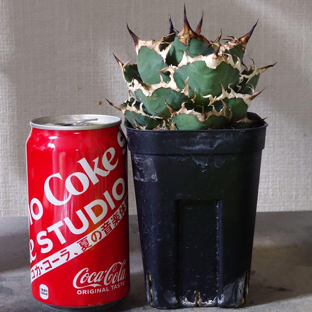 [へい]アガベ　シーザー　白鯨　チタノタ