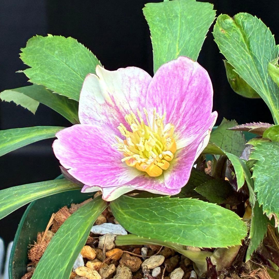 の*ん様 3493☘️蕾花タグ付き☘️超希少☘️筒型SD⭐️ポーセリン⭐️小輪⭐