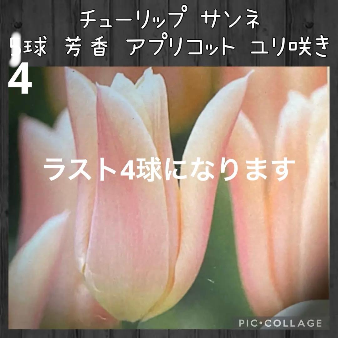 【球根】サンネ 4球　チューリップ　ユリ咲き　芳香性　ピンク　アプリコット