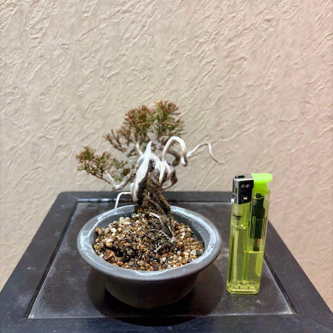 上下9㎝　根上がり　半懸崖　糸魚川真柏　ミニ　小品　盆栽　黒松　赤松　五葉松