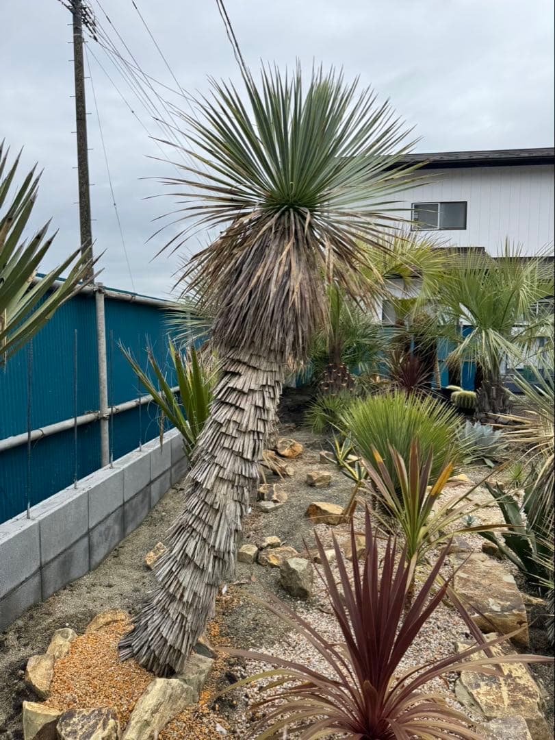 ユッカロストラータ　メキシコ産