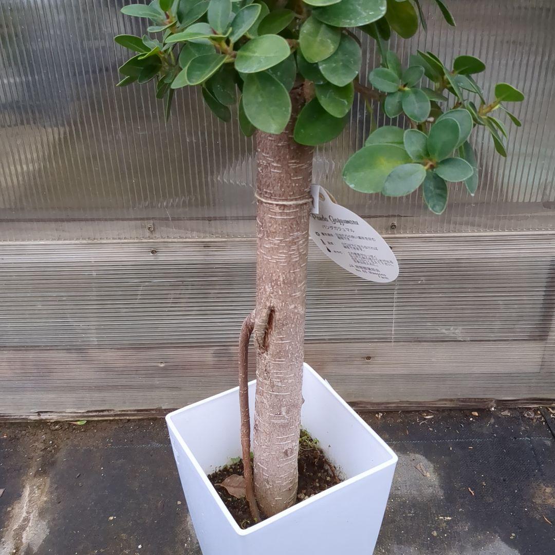 値下げしました！　パンダガジュマル極太幹　D