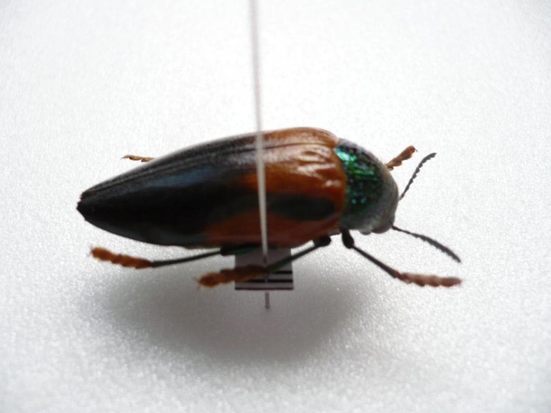 タンザニアのタマムシ　Sternocera tricolor