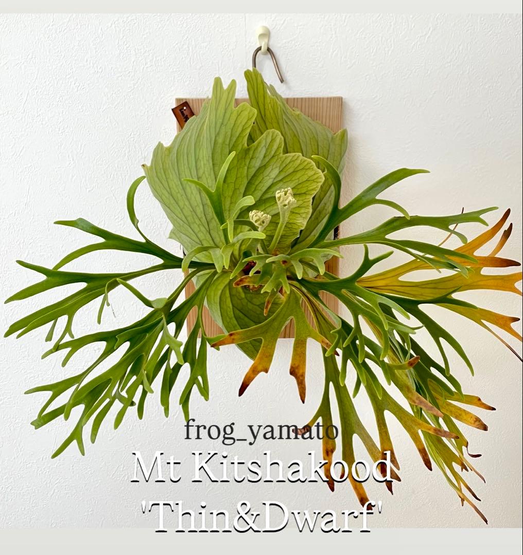 親株 Kitshakood Thin&Dwarf キッチャクード シン ドワーフ