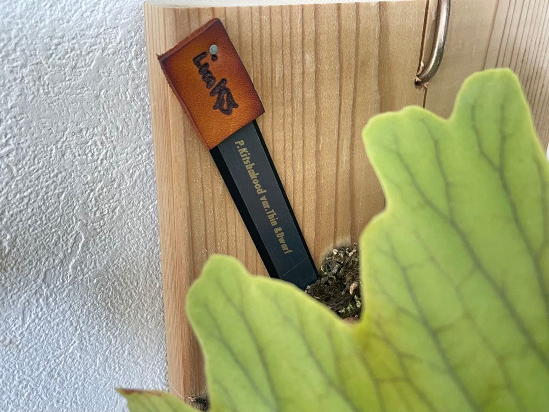 親株 Kitshakood Thin&Dwarf キッチャクード シン ドワーフ