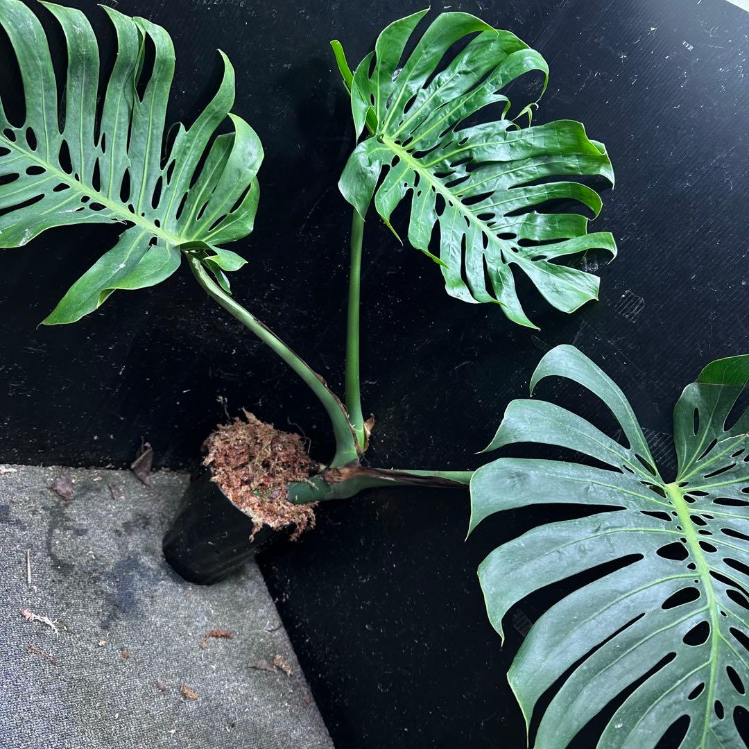 モンステラデリシオーサマクロコズム超希少系統鉢植え75㎝