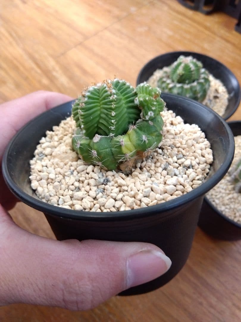 サボテン　アズテキウム　紅籠　3号鉢つき　接木　3株セット❗　な