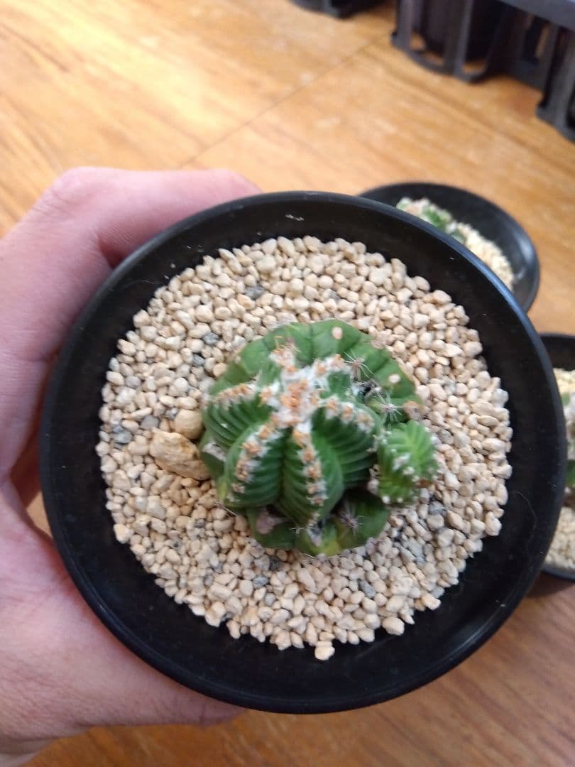 サボテン　アズテキウム　紅籠　3号鉢つき　接木　3株セット❗　な