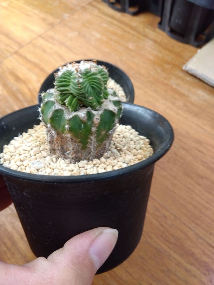 サボテン　アズテキウム　紅籠　3号鉢つき　接木　3株セット❗　な