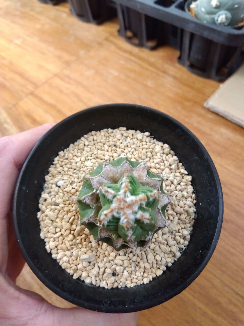 サボテン　アズテキウム　紅籠　3号鉢つき　接木　3株セット❗　な