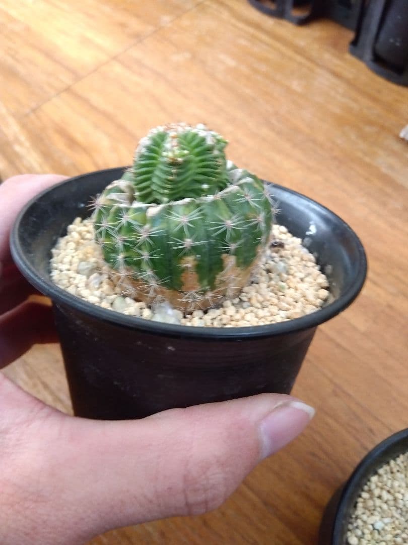 サボテン　アズテキウム　紅籠　3号鉢つき　接木　3株セット❗　な