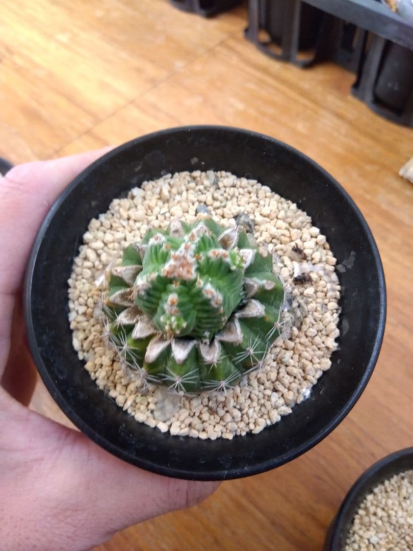 サボテン　アズテキウム　紅籠　3号鉢つき　接木　3株セット❗　な