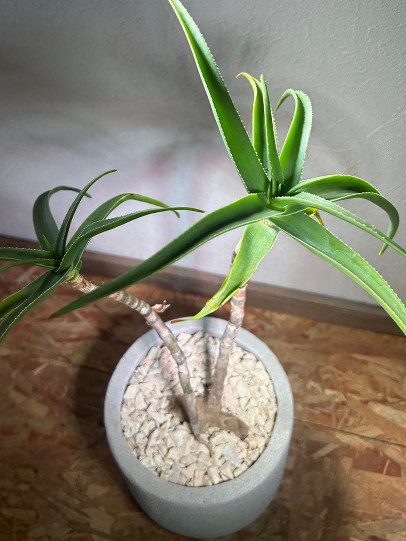 分枝株　アロエ　ストリアツラ　陶器鉢のまま発送　ドライガーデン　ロックガーデン