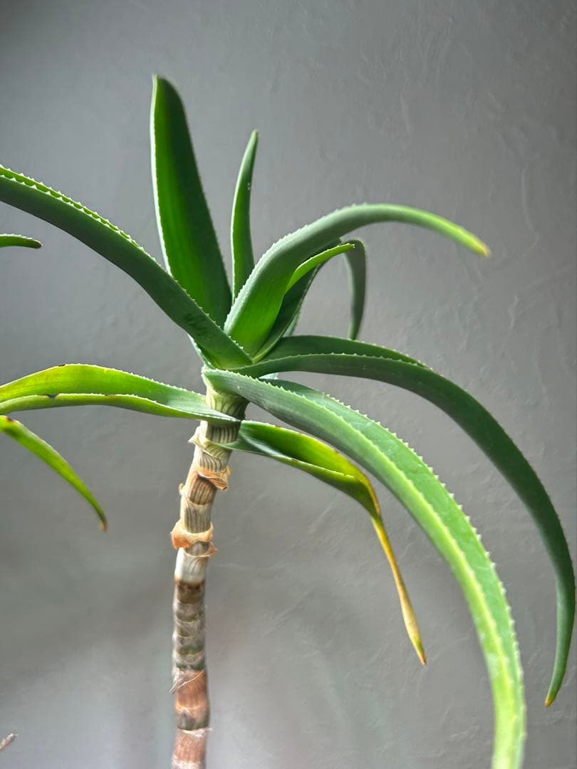 分枝株　アロエ　ストリアツラ　陶器鉢のまま発送　ドライガーデン　ロックガーデン