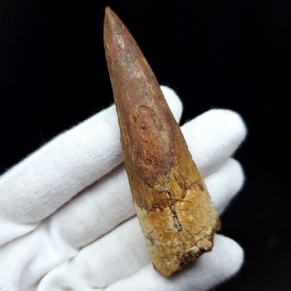 極上 スピノサウルス 本物 モロッコ産 80.75mm ケース付き  sp247