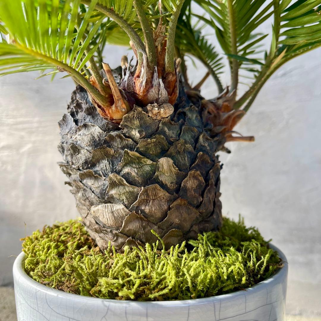 ソテツ　多頭　天然苔盆栽仕立て　陶器鉢　植え込み発送