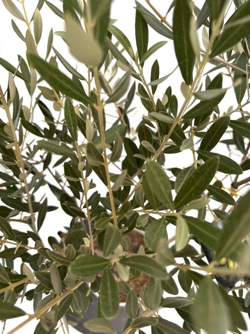 オリーブの木　ミッション　7号　約115cm　NO.726　人気品種　現品掲載