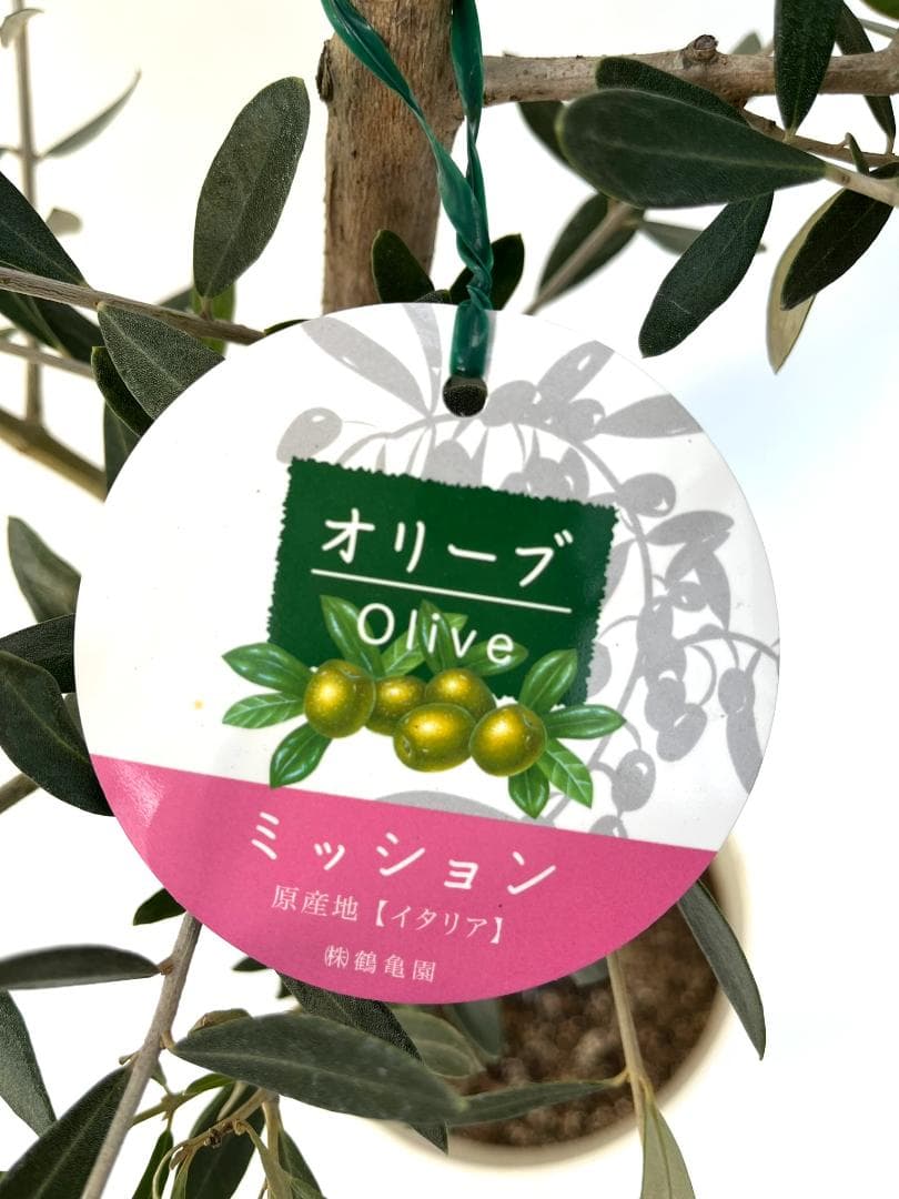 オリーブの木　ミッション　7号　約115cm　NO.726　人気品種　現品掲載