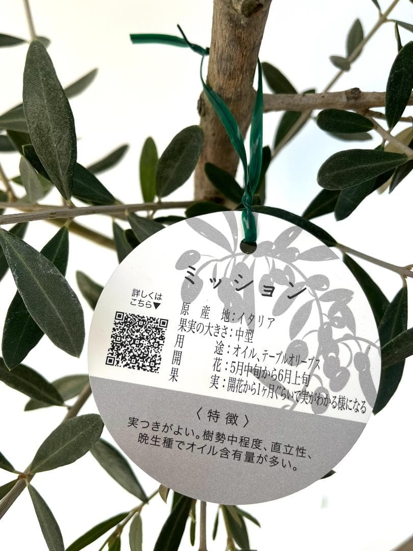 オリーブの木　ミッション　7号　約115cm　NO.726　人気品種　現品掲載