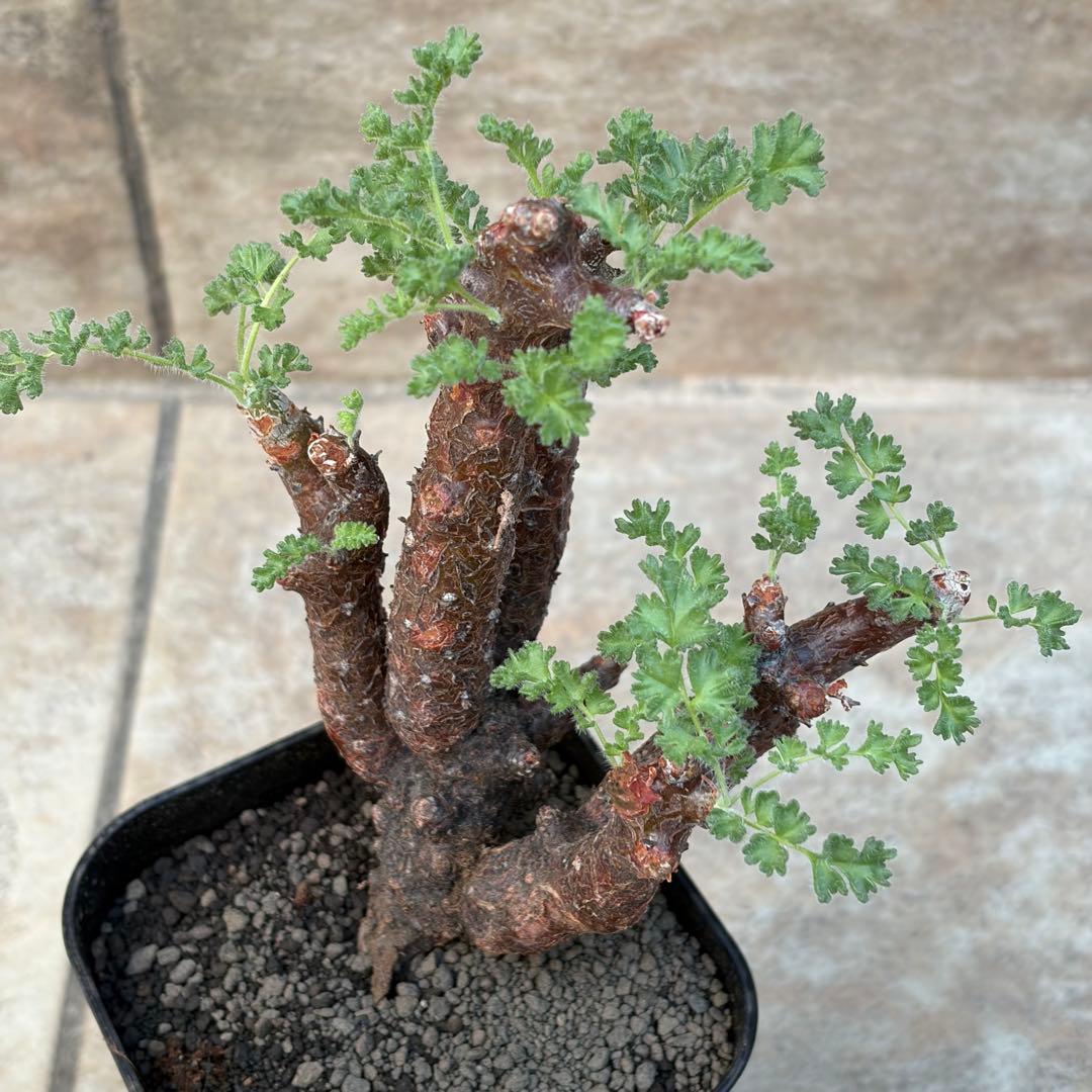 ペラルゴニウム　アルテルナンス　3号鉢　No.006　鉢、送料込