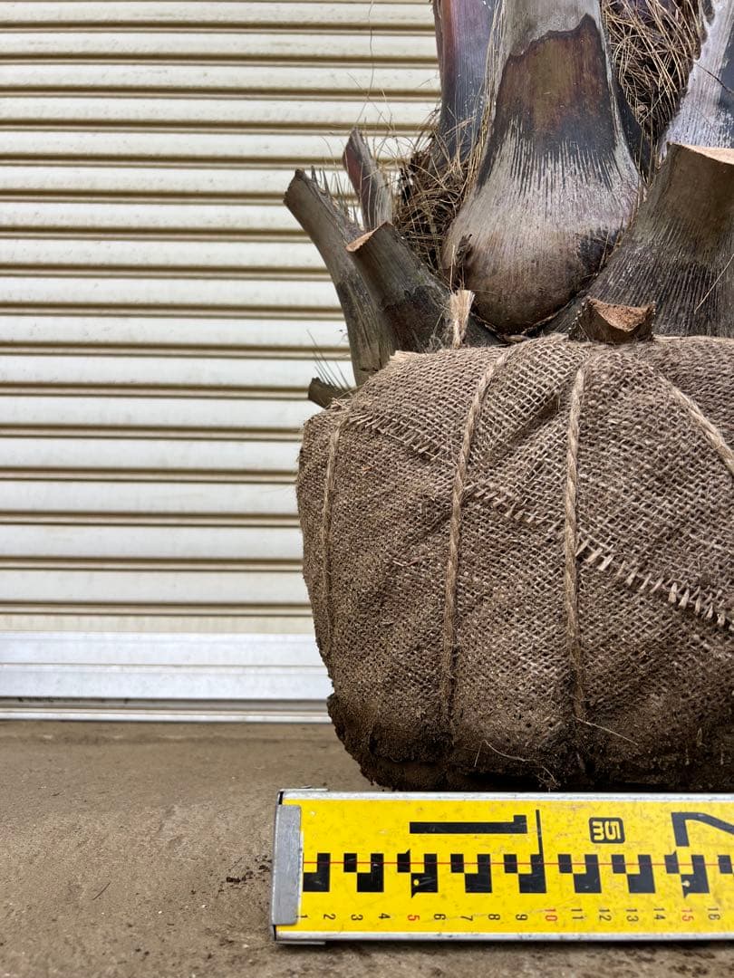 送料込み　ココスヤシ 　サイズ特大　形状良 幹極太　シルバーリーフ　庭木 現品