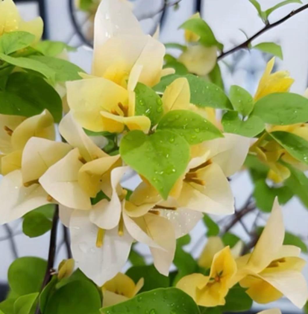 ブーゲンビリア　大苗　超希少　海外種 繰り返し咲き　花付き花持ち良し