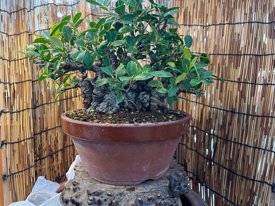 ✨✨✨superガジュマル【◎ジブリの世界】検/イボガジュマル♪セール♪