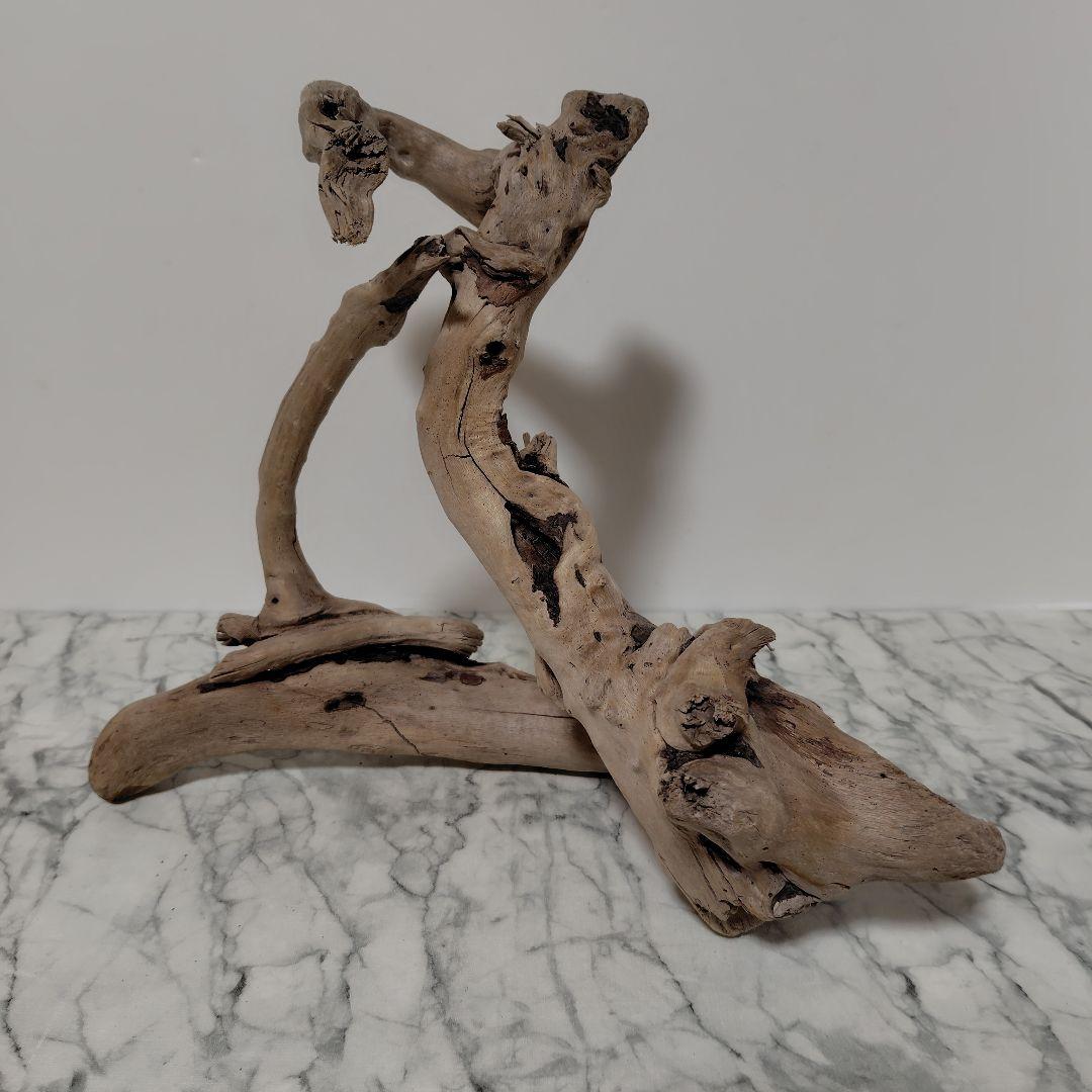 アク抜き済み流木【847】セール