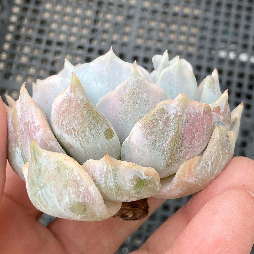 エケベリア　韓国苗　リラシナ錦　多肉植物　ポコ多肉