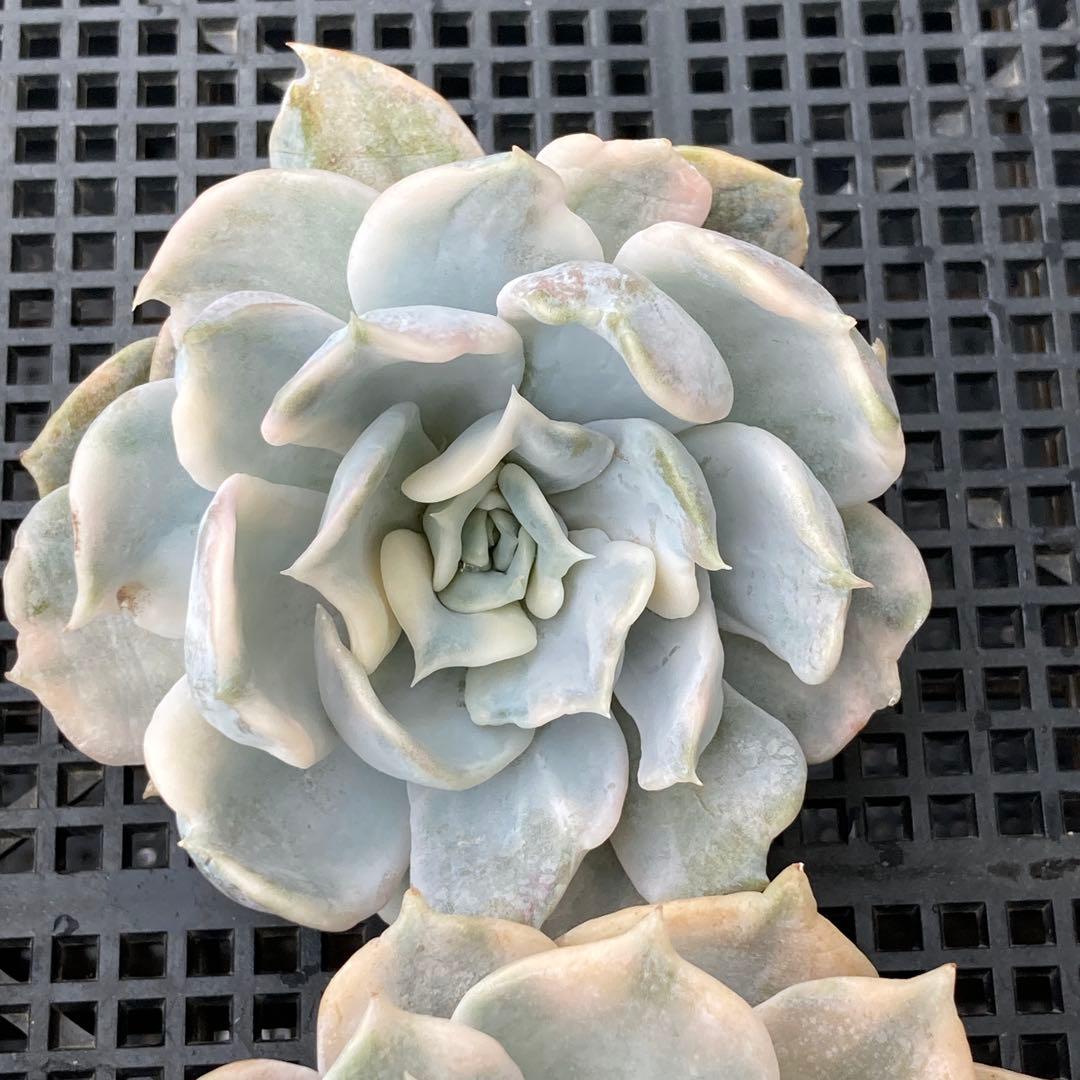 エケベリア　韓国苗　リラシナ錦　多肉植物　ポコ多肉