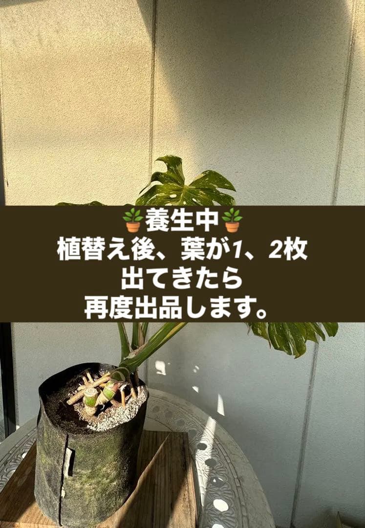 斑入りモンステラ 中型