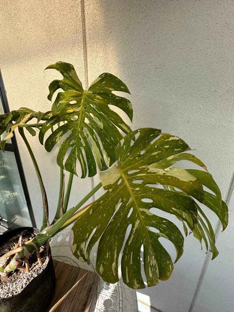 斑入りモンステラ 中型