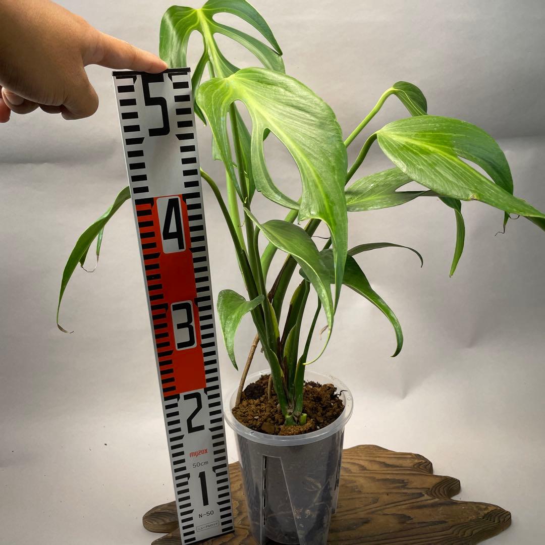 T*I様 a05モンステラ バールマルクスフレーム